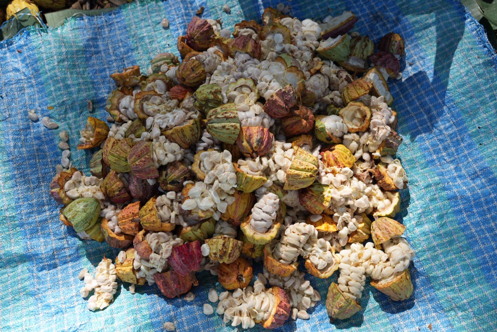 Madagascar Terres Rouges Sambirano *Original